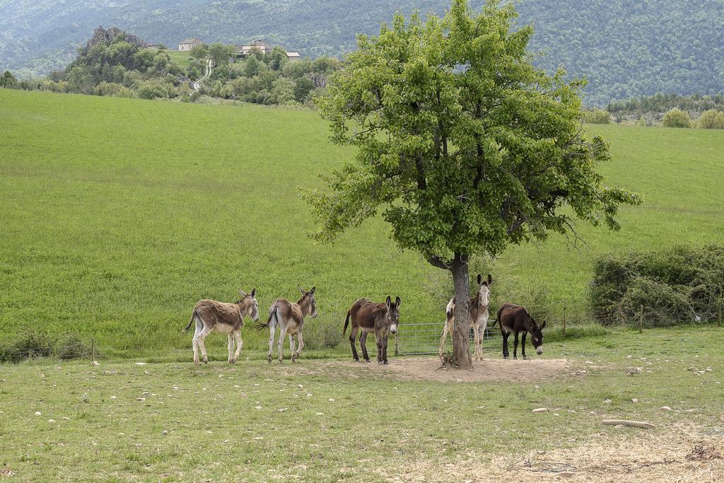 La Borda De Pastores Sabinanigo Luaran gambar